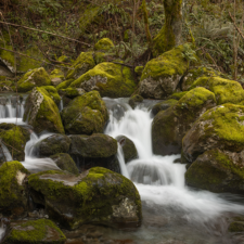 Ponga (Asturias)